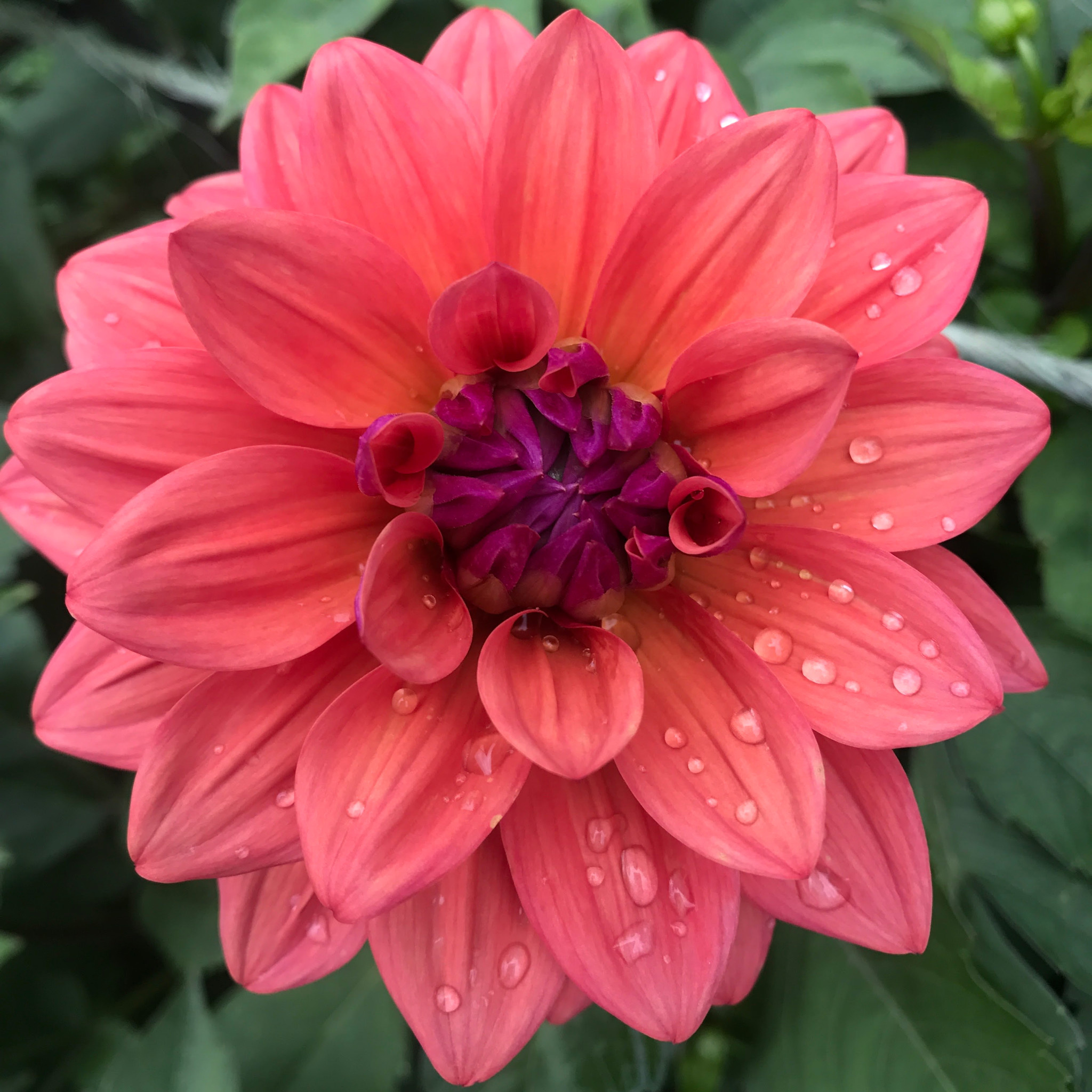 Two Pony Dahlia Plant 'AMERICAN DAWN’