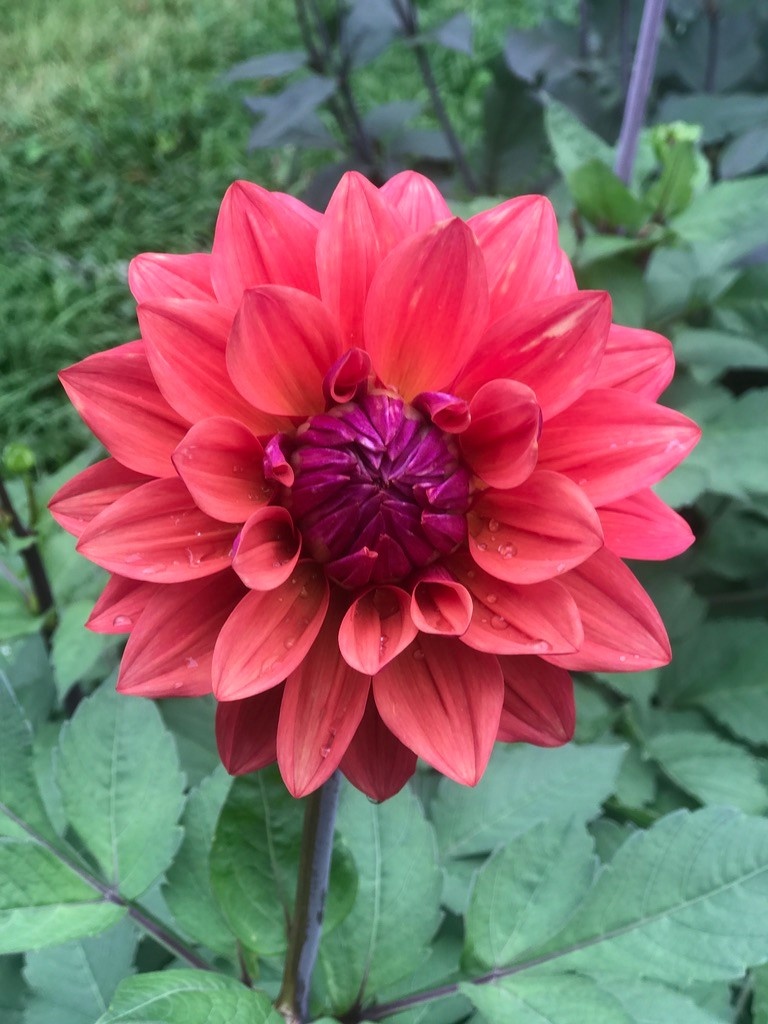 Two Pony Dahlia Plant 'AMERICAN DAWN’