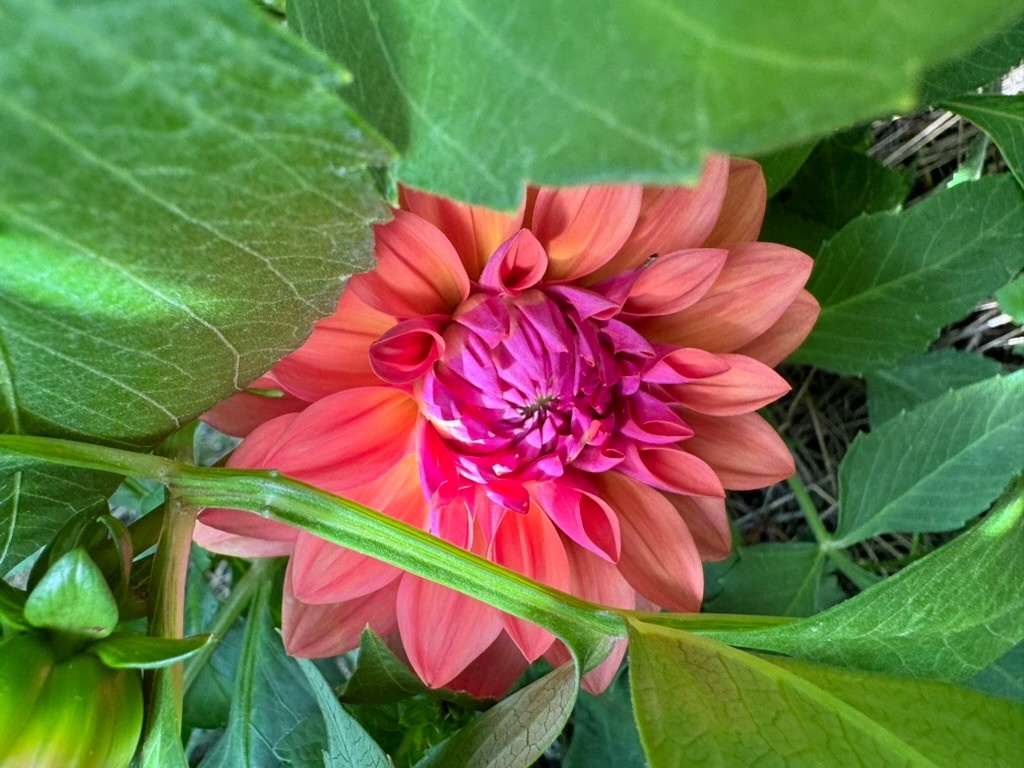 Two Pony Dahlia Plant 'AMERICAN DAWN’