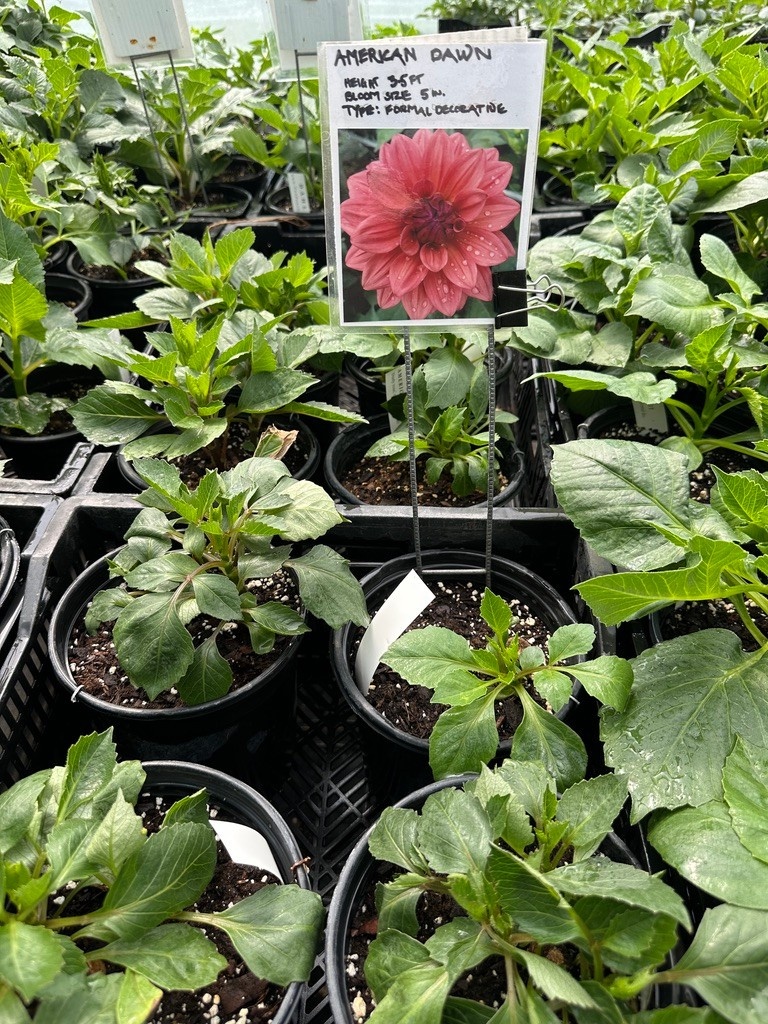 Two Pony Dahlia Plant 'AMERICAN DAWN’