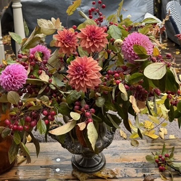 Two Pony Dahlia Plant 'AMERICAN DAWN’