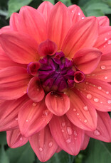 Two Pony Dahlia Plant 'AMERICAN DAWN’