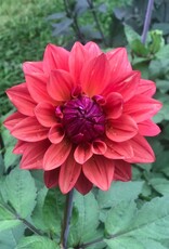 Two Pony Dahlia Plant 'AMERICAN DAWN’