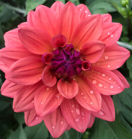 Two Pony Dahlia Plant 'AMERICAN DAWN’