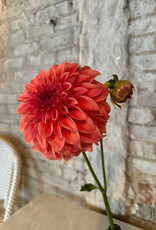 Two Pony Dahlia Plant 'BARBARRY SALMON’