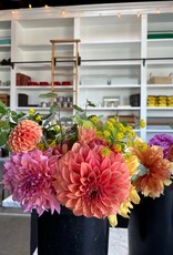 Two Pony Dahlia Plant 'BARBARRY SALMON’
