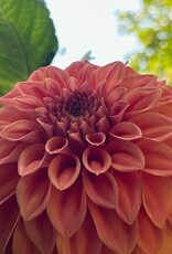 Two Pony Dahlia Plant 'BARBARRY SALMON’