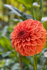 Two Pony Dahlia Plant 'BARBARRY SALMON’