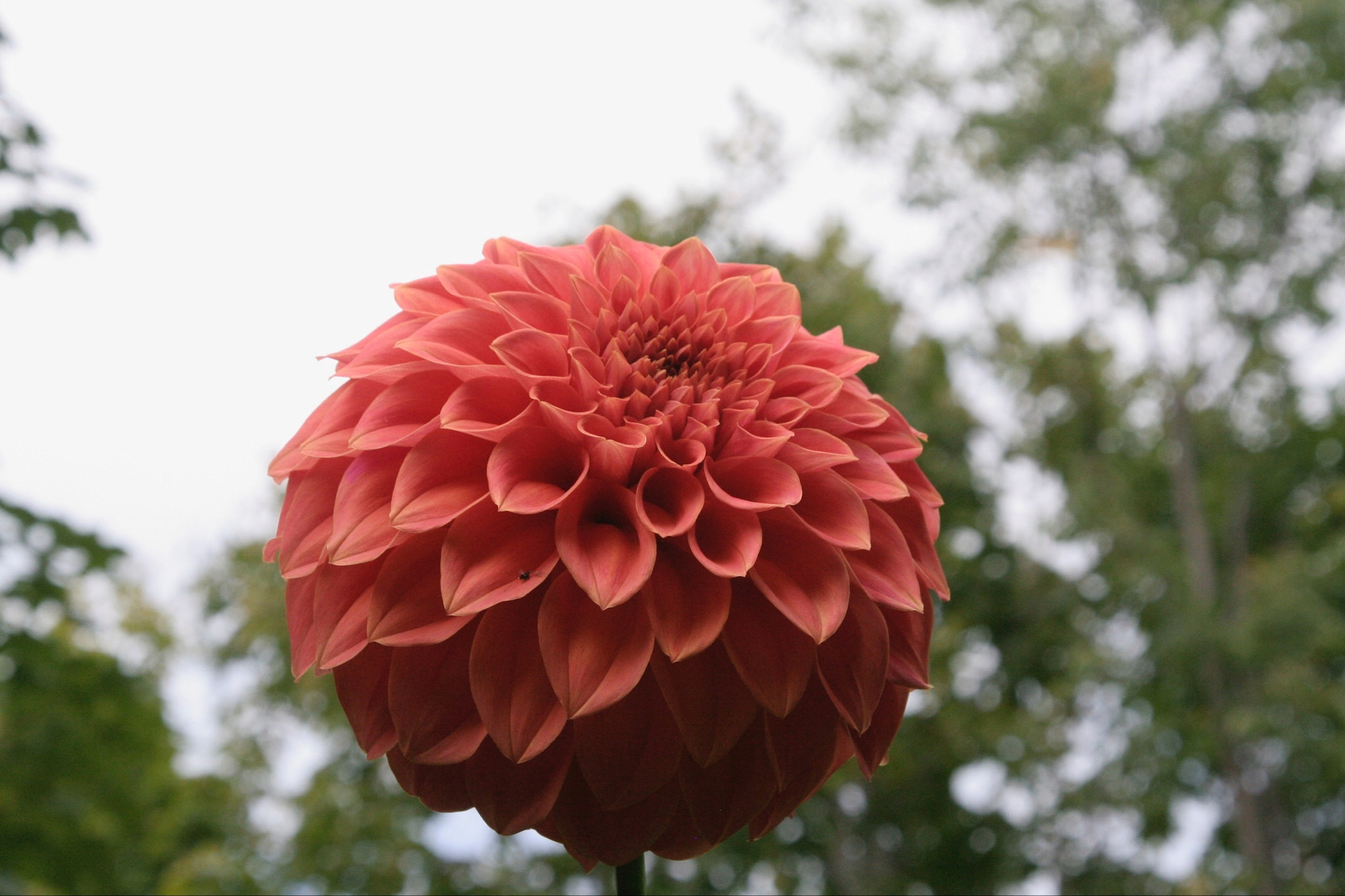 Two Pony Dahlia Plant 'BARBARRY SALMON’