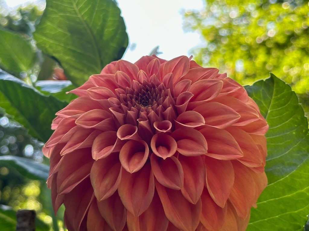 Two Pony Dahlia Plant 'BARBARRY SALMON’