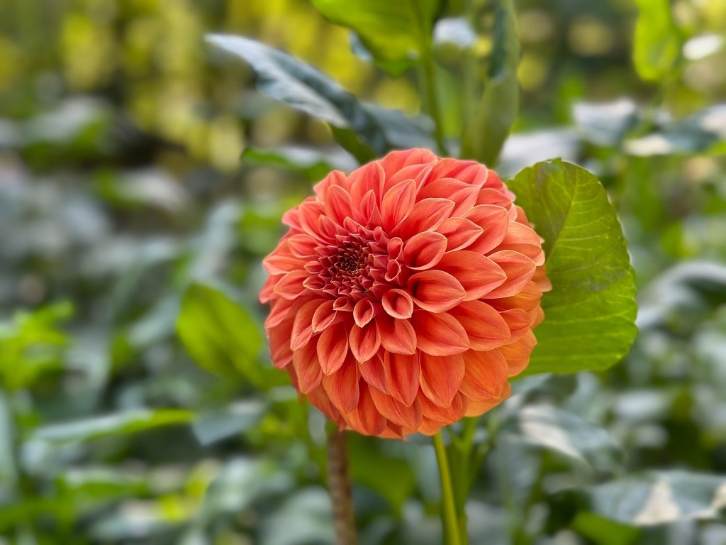 Two Pony Dahlia Plant 'BARBARRY SALMON’