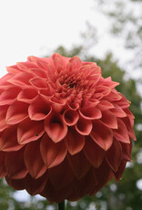 Two Pony Dahlia Plant 'BARBARRY SALMON’