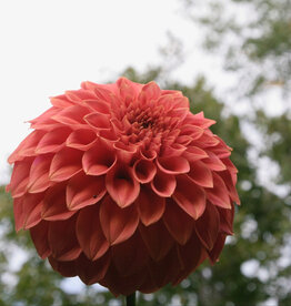 Two Pony Dahlia Plant 'BARBARRY SALMON’