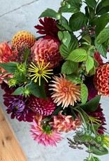 Two Pony Dahlia Plant 'CORNEL BRONZE’