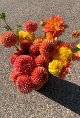 Two Pony Dahlia Plant 'CORNEL BRONZE’