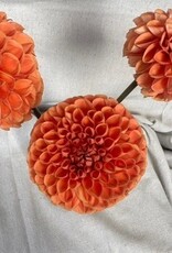 Two Pony Dahlia Plant 'CORNEL BRONZE’
