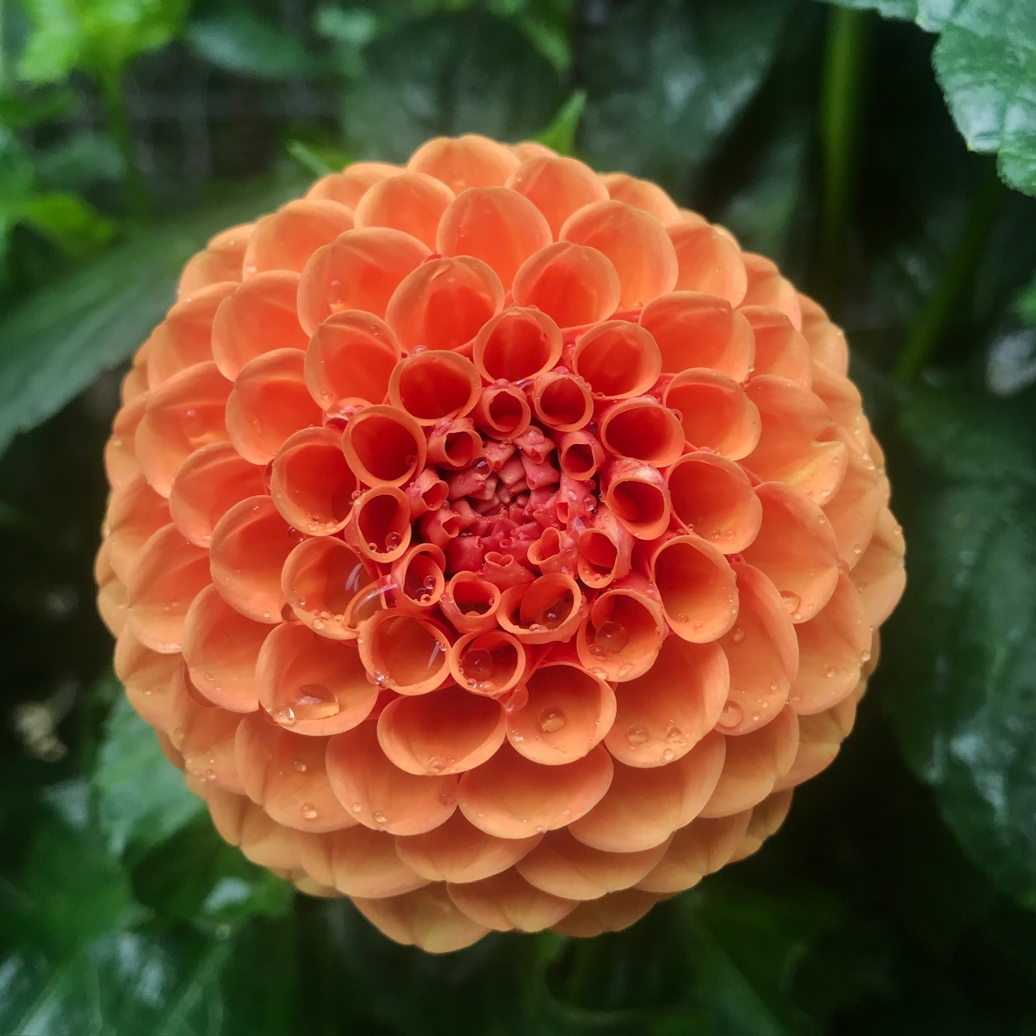 Two Pony Dahlia Plant 'CORNEL BRONZE’
