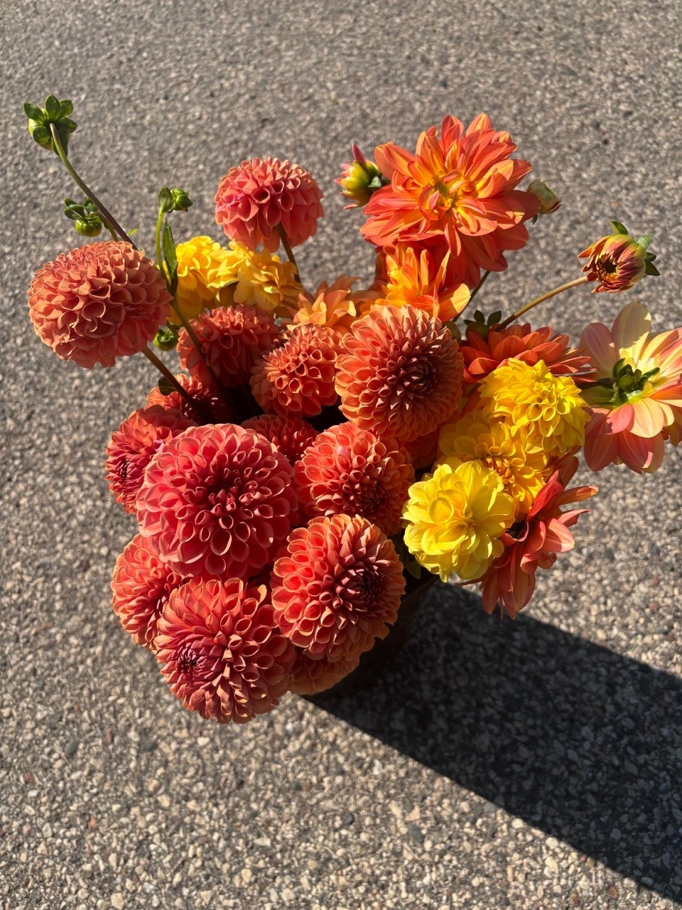 Two Pony Dahlia Plant 'CORNEL BRONZE’