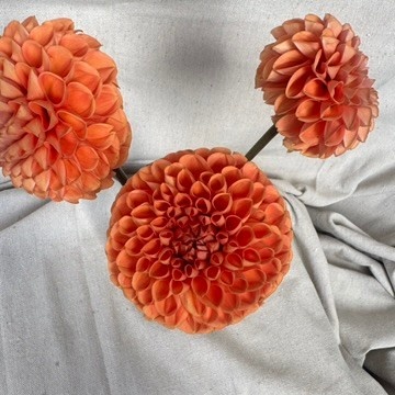 Two Pony Dahlia Plant 'CORNEL BRONZE’