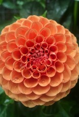 Two Pony Dahlia Plant 'CORNEL BRONZE’