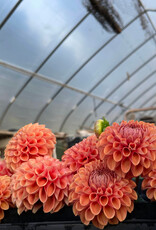 Two Pony Dahlia Plant 'CORNEL BRONZE’