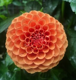 Two Pony Dahlia Plant 'CORNEL BRONZE’
