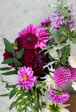 Two Pony Dahlia Plant 'DIVA’