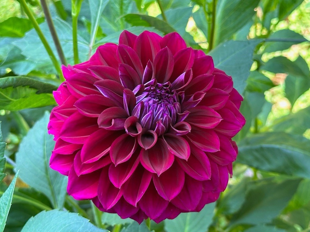 Two Pony Dahlia Plant 'DIVA’