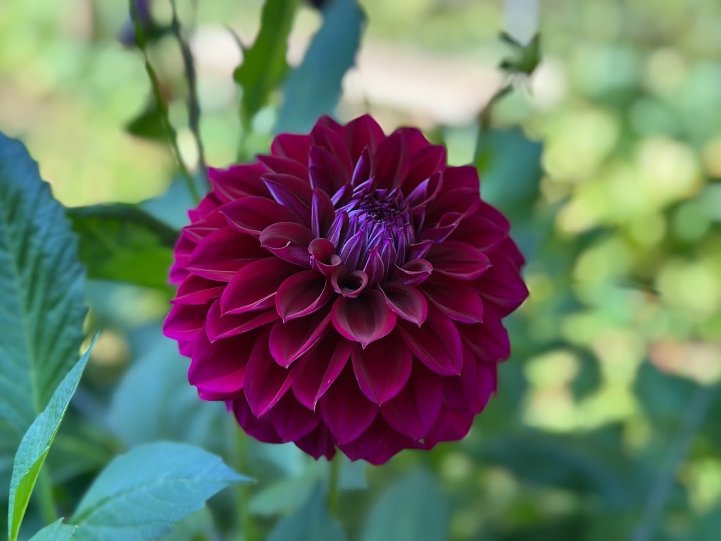 Two Pony Dahlia Plant 'DIVA’