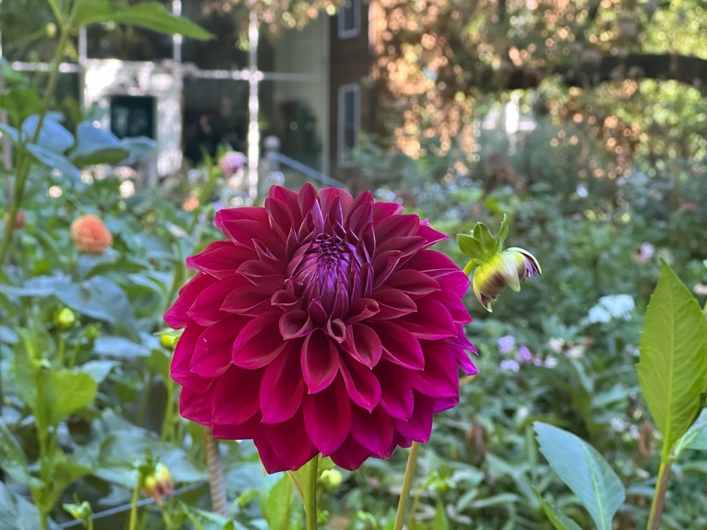 Two Pony Dahlia Plant 'DIVA’