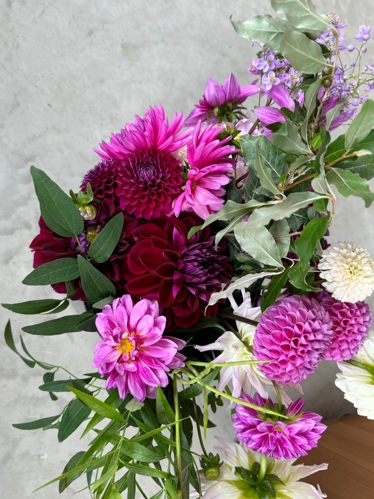 Two Pony Dahlia Plant 'DIVA’
