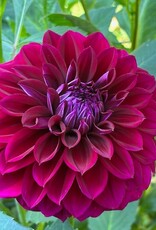 Two Pony Dahlia Plant 'DIVA’