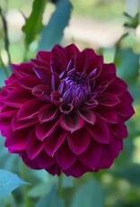 Two Pony Dahlia Plant 'DIVA’
