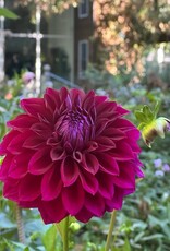 Two Pony Dahlia Plant 'DIVA’