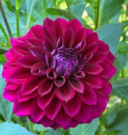 Two Pony Dahlia Plant 'DIVA’