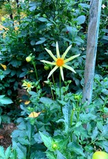 Two Pony Dahlia Plant 'HONKA'