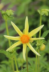 Two Pony Dahlia Plant 'HONKA'