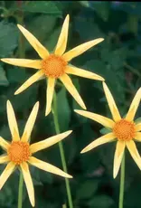 Two Pony Dahlia Plant 'HONKA'