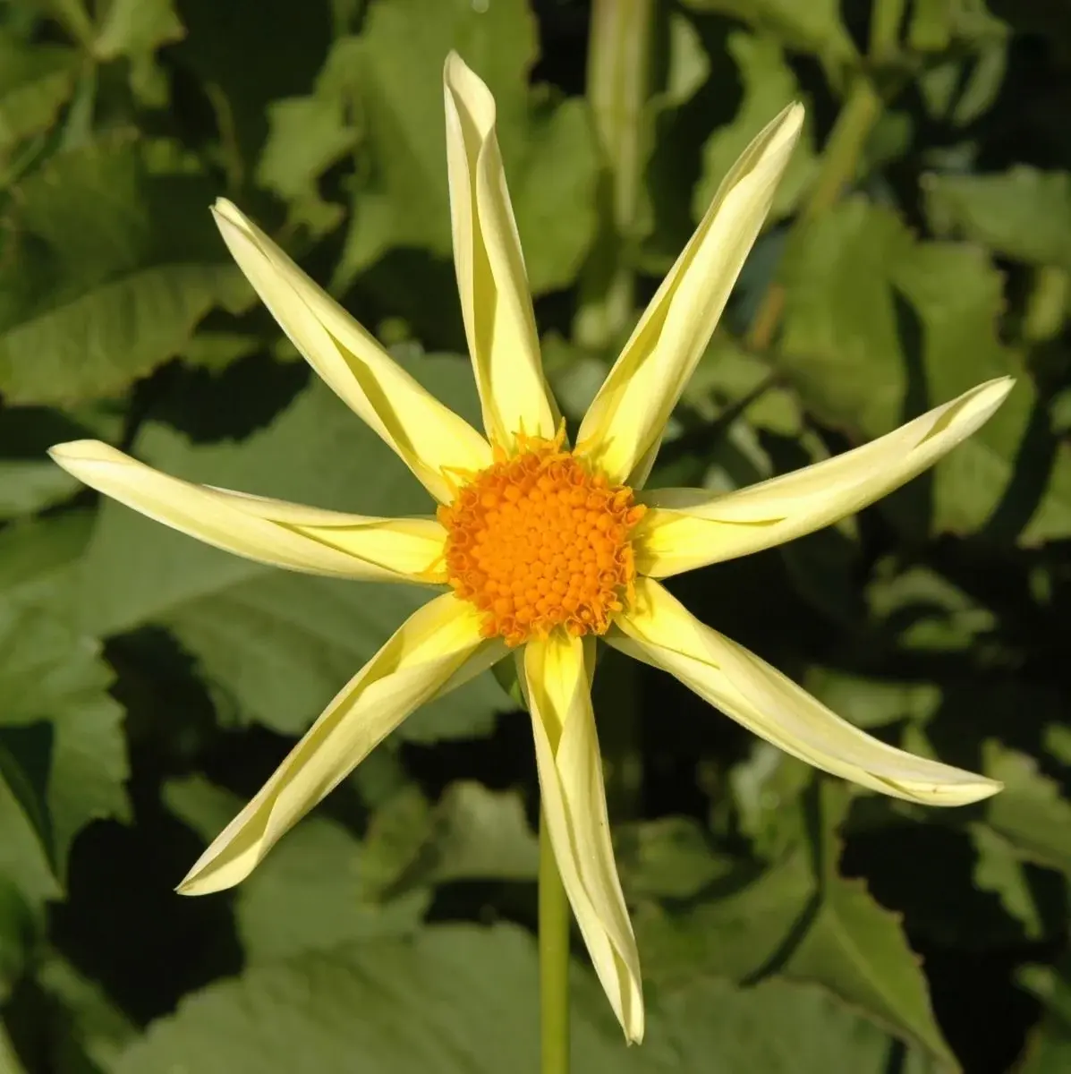 Two Pony Dahlia Plant 'HONKA'