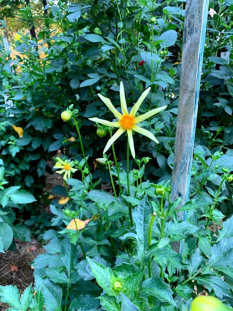 Two Pony Dahlia Plant 'HONKA'