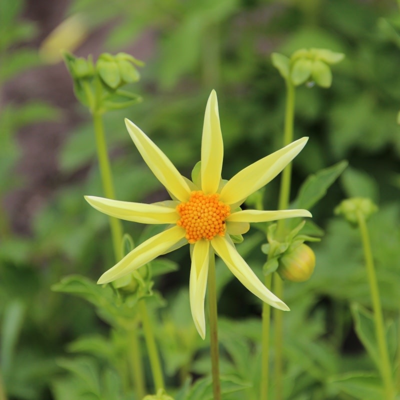 Two Pony Dahlia Plant 'HONKA'