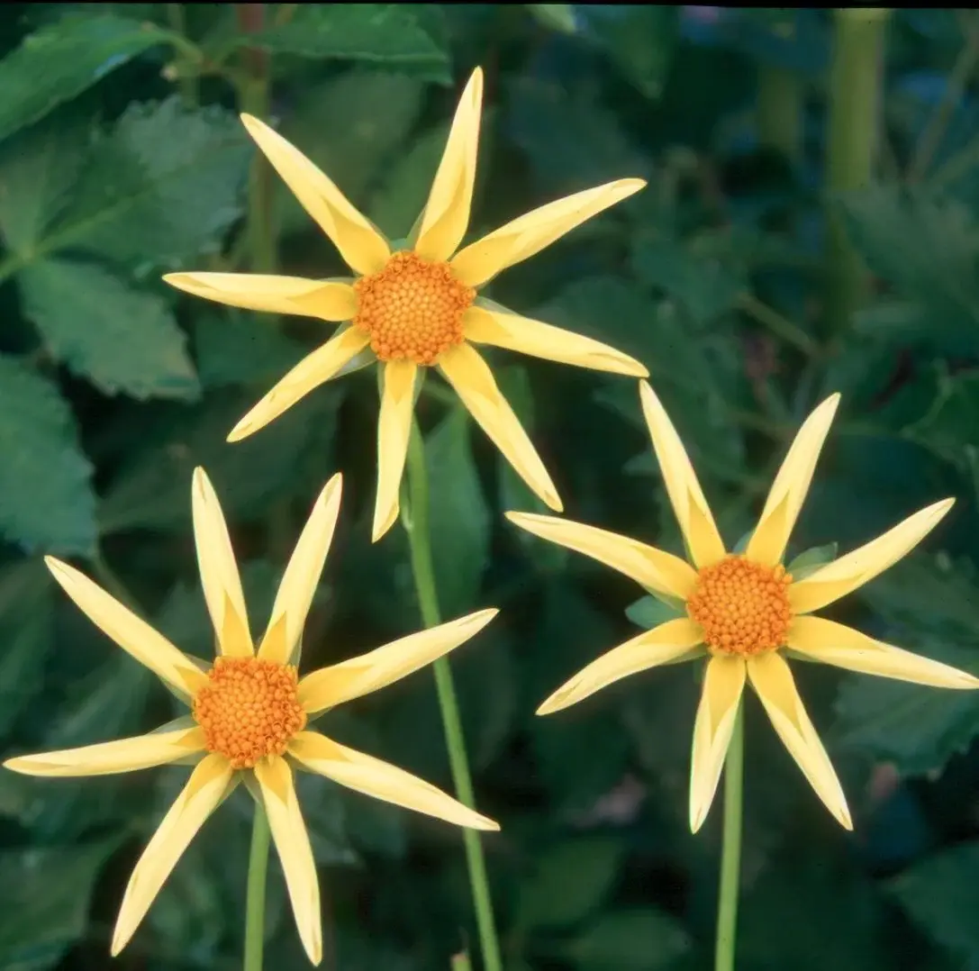 Two Pony Dahlia Plant 'HONKA'