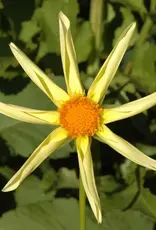 Two Pony Dahlia Plant 'HONKA'