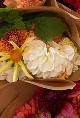 Two Pony Dahlia Plant 'HONKA'