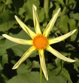 Two Pony Dahlia Plant 'HONKA'