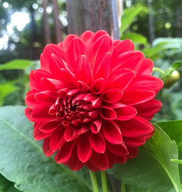 Two Pony Dahlia Plant 'INTRIGUE’