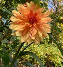 Two Pony Dahlia Plant 'JANE COWL’
