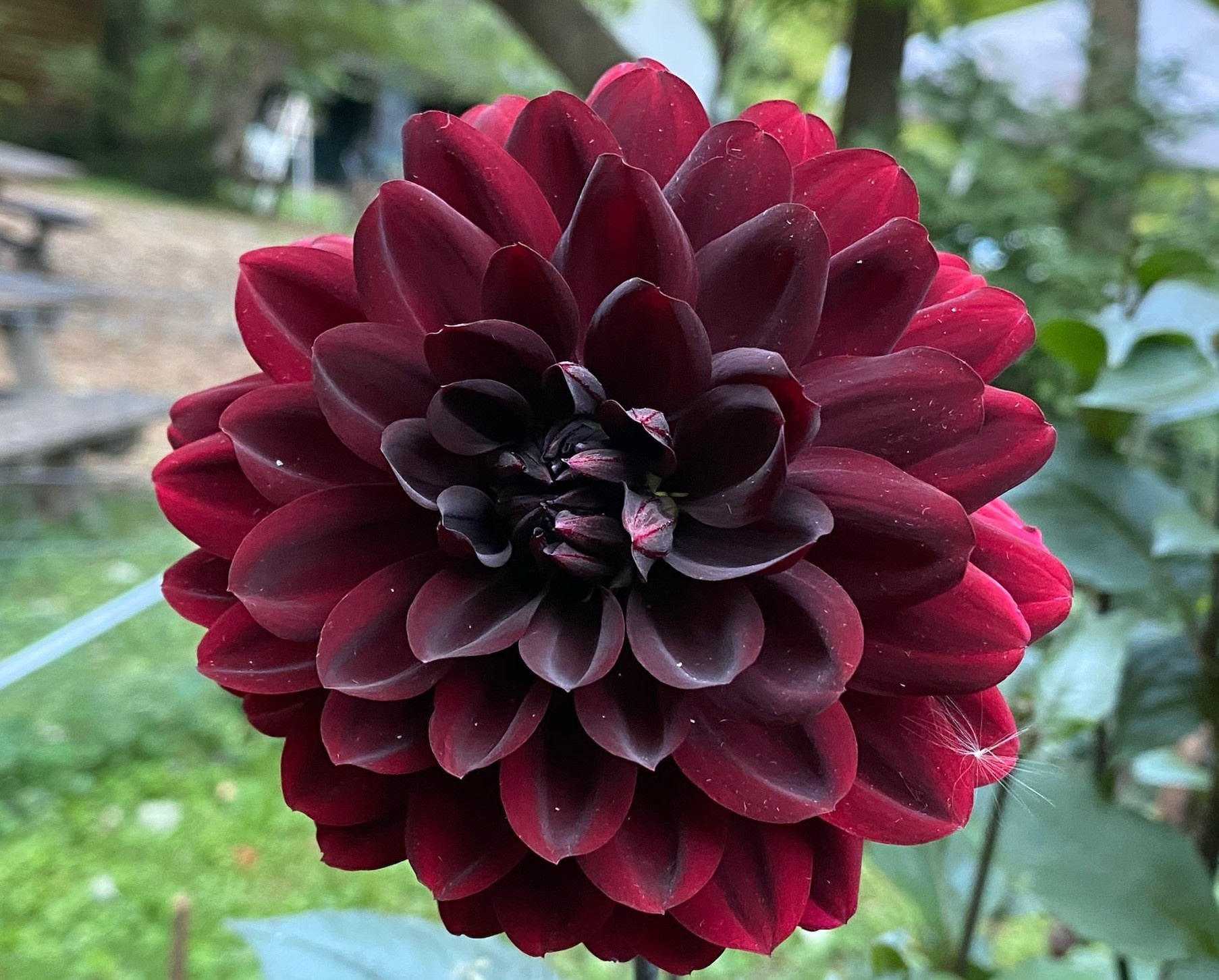 Two Pony Dahlia Plant 'KARMA CHOC’