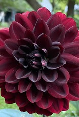 Two Pony Dahlia Plant 'KARMA CHOC’