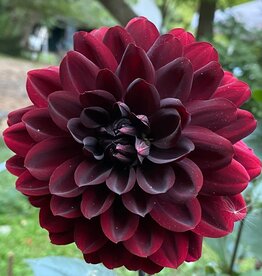 Two Pony Dahlia Plant 'KARMA CHOC’